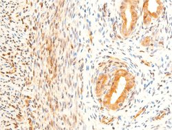 Invitrogen Phospho-GSK3B (Ser9) Polyclonal Antibody 100 &mu;L; Unconjugated:Antibodies,