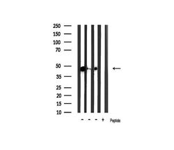 Invitrogen Phospho-GSK3B (Ser9) Polyclonal Antibody 100 &mu;L; Unconjugated:Antibodies,