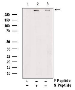 Invitrogen Phospho-RyR2 (Ser2814) Polyclonal Antibody 100 &mu;L; Unconjugated:Antibodies,