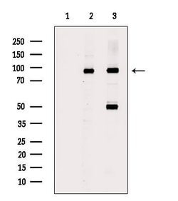 Invitrogen Acetyl-FOXO1 (Lys294) Polyclonal Antibody 100 &mu;L; Unconjugated:Antibodies,
