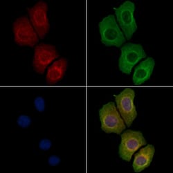 Invitrogen Phospho-DDR1 (Tyr513) Polyclonal Antibody 100 &mu;L; Unconjugated:Antibodies,
