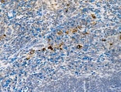 Invitrogen Phospho-DDR1 (Tyr513) Polyclonal Antibody 100 &mu;L; Unconjugated:Antibodies,