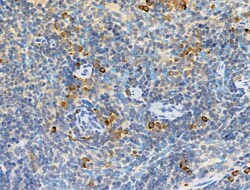 Invitrogen Phospho-PKD2 (Ser812) Polyclonal Antibody 100 &mu;L; Unconjugated:Antibodies,