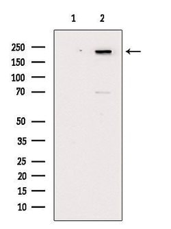 Invitrogen Phospho-Afadin (Ser1799) Polyclonal Antibody 100 &mu;L; Unconjugated:Antibodies,