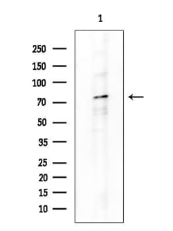 Invitrogen Phospho-ATG13 (Ser355) Polyclonal Antibody 100 &mu;L | Buy Online | Invitrogen&trade; | Fisher Scientific