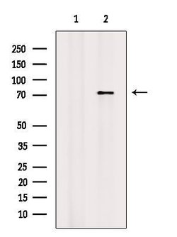 Invitrogen Phospho-ATG13 (Ser355) Polyclonal Antibody 100 &mu;L | Buy Online | Invitrogen&trade; | Fisher Scientific