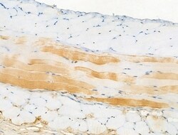 Invitrogen Phospho-ATG14 (Ser29) Polyclonal Antibody 100 &mu;L; Unconjugated:Antibodies,