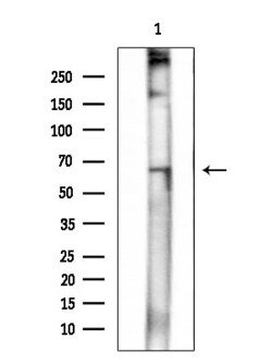 Invitrogen Phospho-ATG14 (Ser29) Polyclonal Antibody 100 &mu;L; Unconjugated:Antibodies,