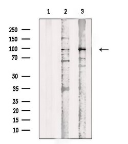 Invitrogen Phospho-BAP1 (Ser592) Polyclonal Antibody 100 &mu;L; Unconjugated:Antibodies,
