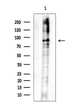 Invitrogen Phospho-BAP1 (Ser592) Polyclonal Antibody 100 &mu;L; Unconjugated:Antibodies,