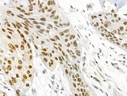 Invitrogen Phospho-BCL9L (Ser915) Polyclonal Antibody 100 &mu;L; Unconjugated:Antibodies,