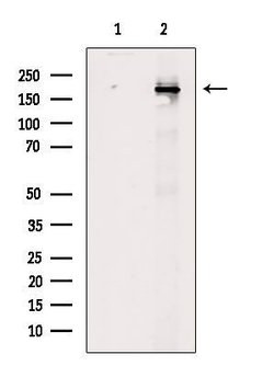 Invitrogen Phospho-BCL9L (Ser915) Polyclonal Antibody 100 &mu;L; Unconjugated:Antibodies,