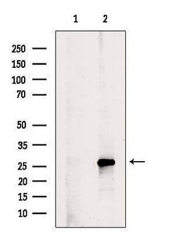 Invitrogen Phospho-Bim (Ser77) Polyclonal Antibody 100 &mu;L; Unconjugated:Antibodies,