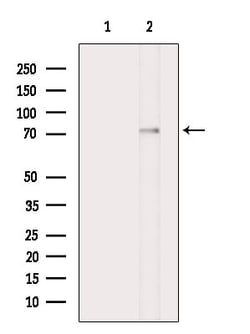 Invitrogen Phospho-BMAL1 (Ser42) Polyclonal Antibody 100 &mu;L | Buy Online | Invitrogen&trade; | Fisher Scientific