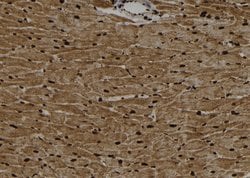 Invitrogen Phospho-BMAL1 (Ser42) Polyclonal Antibody 100 &mu;L | Buy Online | Invitrogen&trade; | Fisher Scientific