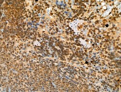 Invitrogen Phospho-CTDSPL2 (Ser104) Polyclonal Antibody 100 &mu;L; Unconjugated:Antibodies,