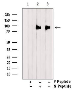 Invitrogen Phospho-DR6 (Ser562) Polyclonal Antibody 100 &mu;L; Unconjugated:Antibodies,