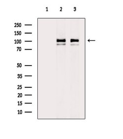 Invitrogen Phospho-EEF2K (Ser366) Polyclonal Antibody 100 &mu;L | Buy Online | Invitrogen&trade; | Fisher Scientific