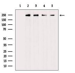 Invitrogen Phospho-EIF4G1 (Ser1147) Polyclonal Antibody 100 &mu;L; Unconjugated:Antibodies,