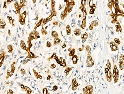 Invitrogen Phospho-FOXO3A (Ser413) Polyclonal Antibody 100 &mu;L; Unconjugated:Antibodies