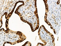 Invitrogen Phospho-FOXO3A (Ser413) Polyclonal Antibody 100 &mu;L; Unconjugated:Antibodies