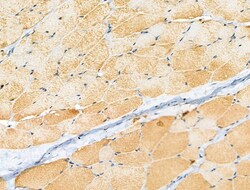 Invitrogen Phospho-FOXO3A (Ser413) Polyclonal Antibody 100 &mu;L; Unconjugated:Antibodies