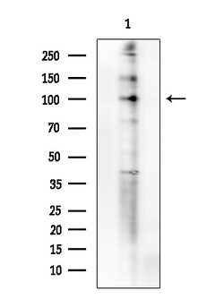 Invitrogen Phospho-FOXO3A (Ser413) Polyclonal Antibody 100 &mu;L; Unconjugated:Antibodies