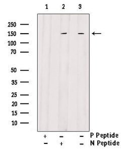 Invitrogen Phospho-SAPAP1 (Ser346) Polyclonal Antibody 100 &mu;L; Unconjugated:Antibodies,