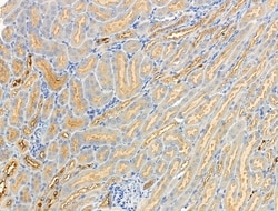 Invitrogen Phospho-GRB10 (Ser476) Polyclonal Antibody 100 &mu;L; Unconjugated:Antibodies,