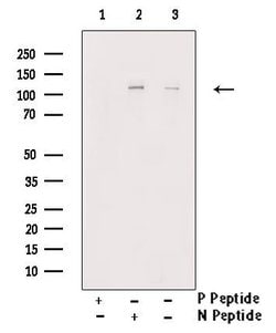 Phospho-KSR1 (Ser392) Polyclonal Antibody:Antibodies, Polyclonal