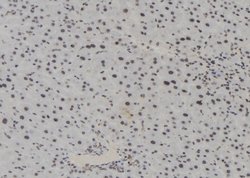 Invitrogen Phospho-MAPKAPK2 (Thr222) Polyclonal Antibody 100 &mu;L; Unconjugated:Antibodies,