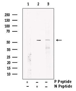 Invitrogen Phospho-MAPKAPK2 (Thr222) Polyclonal Antibody 100 &mu;L; Unconjugated:Antibodies,