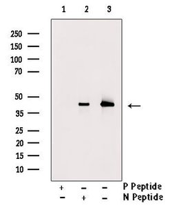 Invitrogen Phospho-MEK1 (Thr286) Polyclonal Antibody 100 &mu;L | Buy Online | Invitrogen&trade; | Fisher Scientific