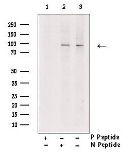 Invitrogen Phospho-MSK1 (Ser360) Polyclonal Antibody 100 &mu;L; Unconjugated:Antibodies,