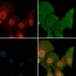 Invitrogen Phospho-MST1/MST2 (Thr183, Thr180) Polyclonal Antibody 100 &mu;L;