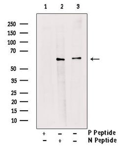 Invitrogen Phospho-MST1/MST2 (Thr183, Thr180) Polyclonal Antibody 100 &mu;L;