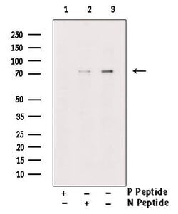 Invitrogen Phospho-PKMYT1 (Ser83) Polyclonal Antibody 100 &mu;L; Unconjugated:Antibodies,