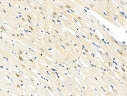 Invitrogen Phospho-NuMA (Ser395) Polyclonal Antibody 100 &mu;L | Buy Online | Invitrogen&trade; | Fisher Scientific