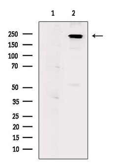 Invitrogen Phospho-NuMA (Ser395) Polyclonal Antibody 100 &mu;L | Buy Online | Invitrogen&trade; | Fisher Scientific