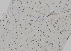 Invitrogen Phospho-NuMA (Thr2055) Polyclonal Antibody 100 &mu;L; Unconjugated:Antibodies,