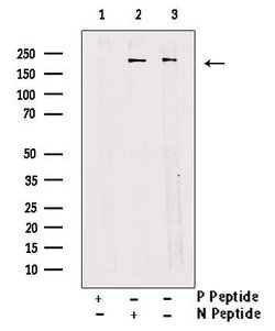 Invitrogen Phospho-NuMA (Thr2055) Polyclonal Antibody 100 &mu;L; Unconjugated:Antibodies,