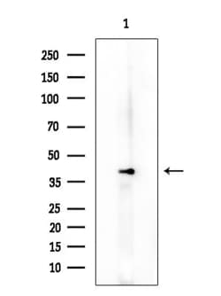 Invitrogen Phospho-NCF4 (Thr154) Polyclonal Antibody 100 &mu;L; Unconjugated:Antibodies,