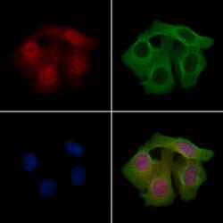 Invitrogen Phospho-PAK2 (Ser20) Polyclonal Antibody 100 &mu;L; Unconjugated:Antibodies,