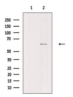 Invitrogen Phospho-PAK2 (Ser20) Polyclonal Antibody 100 &mu;L; Unconjugated:Antibodies,