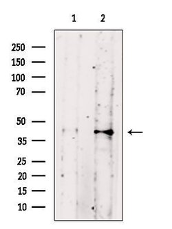 Invitrogen Phospho-PBK (Thr9) Polyclonal Antibody 100 &mu;L; Unconjugated:Antibodies,