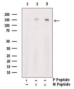 Invitrogen Phospho-PLCB3 (Ser1105) Polyclonal Antibody 100 &mu;L; Unconjugated:Antibodies,