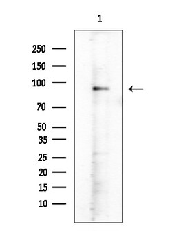 Invitrogen Phospho-PSD-95 (Ser295) Polyclonal Antibody 100 &mu;L; Unconjugated:Antibodies,
