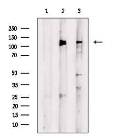 Invitrogen Phospho-REPS1 (Ser709) Polyclonal Antibody 100 &mu;L; Unconjugated:Antibodies,