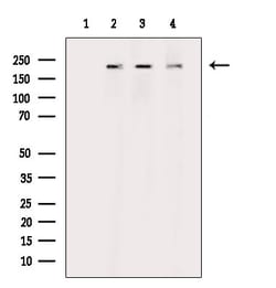 Invitrogen Phospho-RICTOR (Thr1135) Polyclonal Antibody 100 &mu;L; Unconjugated:Antibodies,