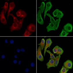 Invitrogen Phospho-RIP1 (Ser166) Polyclonal Antibody 100 &mu;L; Unconjugated:Antibodies,